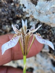 Moraea rivulicola
