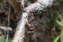 Polyrhachis bihamata