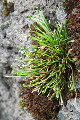 Northern Spleenwort (Asplenium septentrionale)
