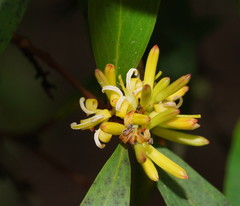 Persoonia silvatica