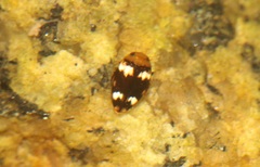Laccophilus ceylonicus