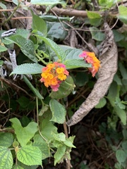 Lantana camara