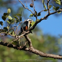 Microhierax caerulescens