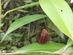 Abisara saturata