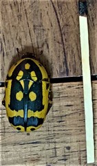 Pachnoda fissipunctum