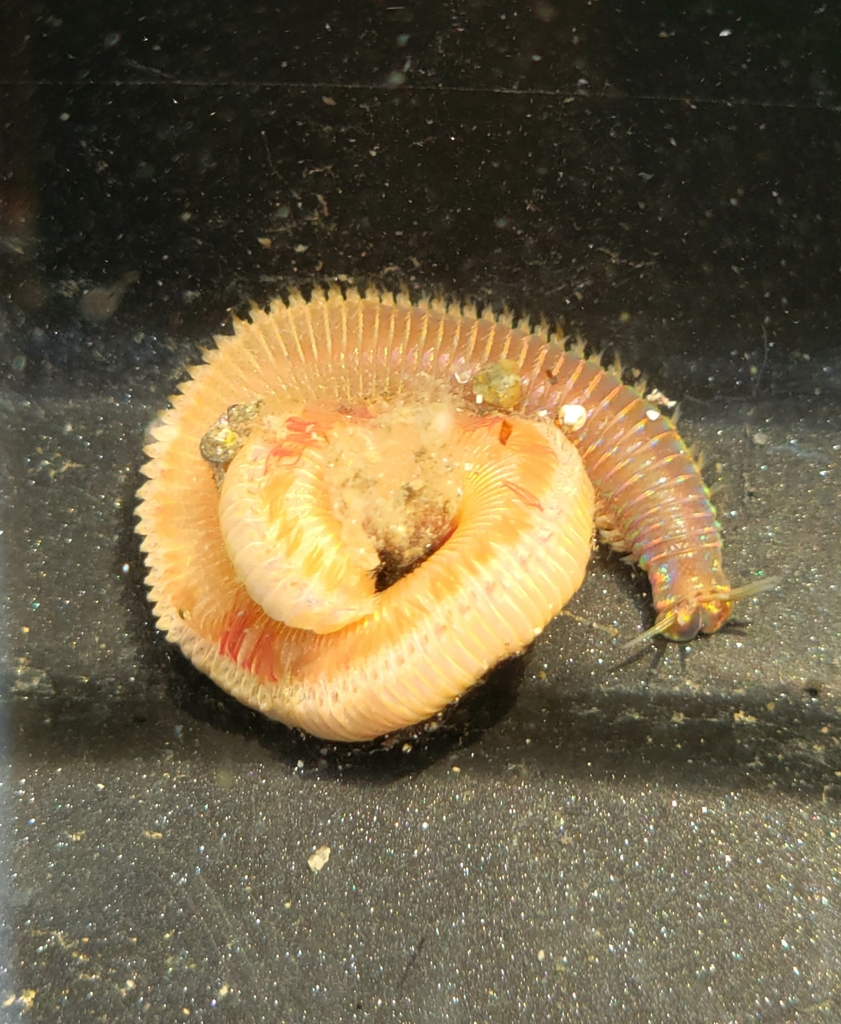 Marphysa californica