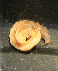 Marphysa californica