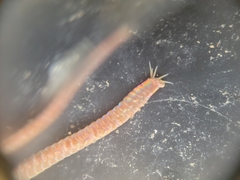 Marphysa californica
