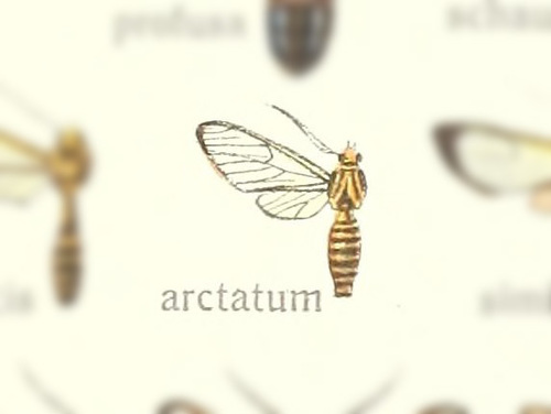 Sphecops arctata