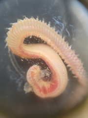 Marphysa californica