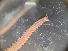 Marphysa californica