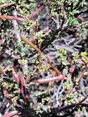 Indigofera spinescens