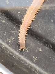 Marphysa californica