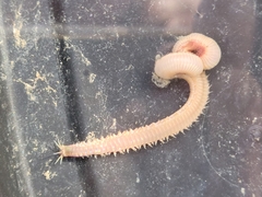 Marphysa californica