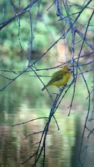 Ploceus castaneiceps
