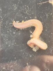 Marphysa californica