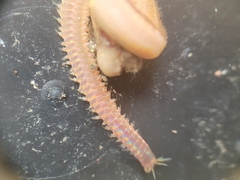 Marphysa californica