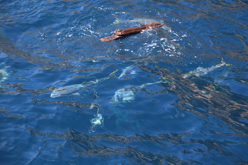 photo of Yellowtail Kingfish (Seriola lalandi)