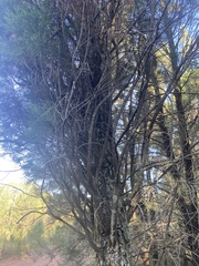 Callitris endlicheri