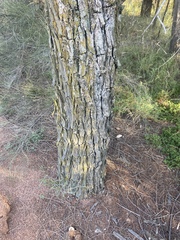 Callitris endlicheri