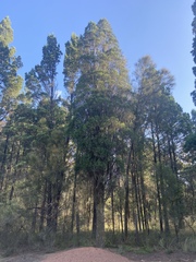 Callitris endlicheri