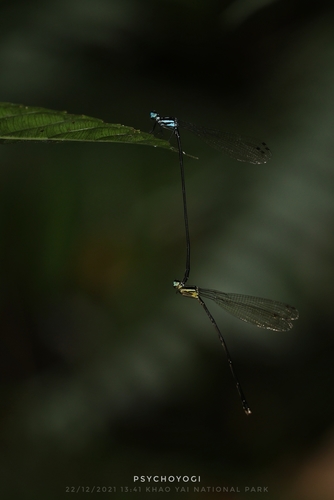 Coeliccia nigrescens