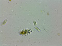 Heteronema spirale