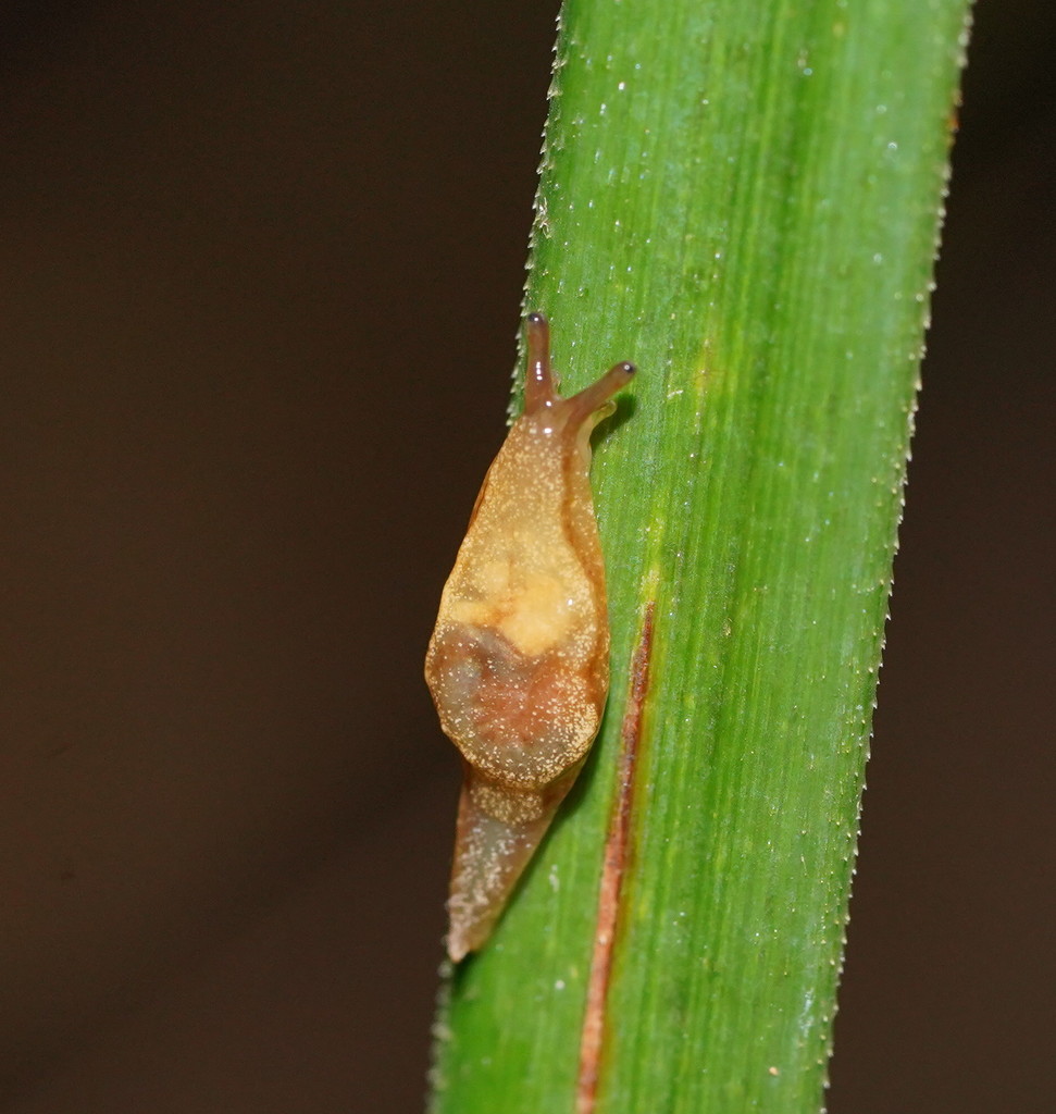 Cystopelta riparia