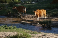 Bos javanicus birmanicus