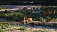 Bos javanicus birmanicus