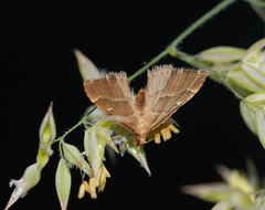 Diplopseustis prophetica