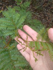Acacia terminalis