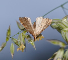 Diplopseustis prophetica