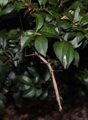 Candovia strumosa