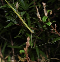 Candovia annulata