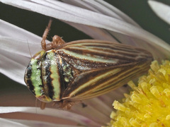 Aphrodes makarovi