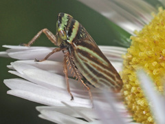 Aphrodes makarovi