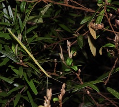 Candovia annulata