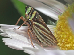 Aphrodes makarovi