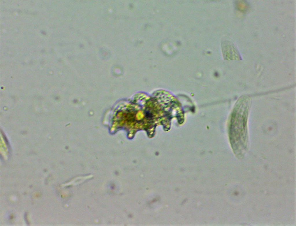 Heteronema spirale