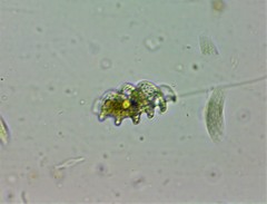 Heteronema spirale