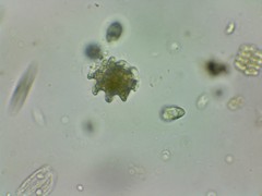 Heteronema spirale