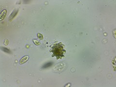 Heteronema spirale