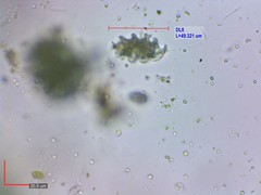 Heteronema spirale