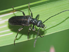 Anogcodes fulvicollis