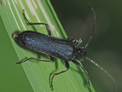 Anogcodes fulvicollis