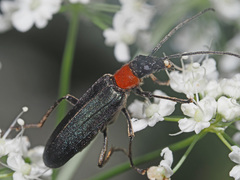 Anogcodes fulvicollis