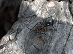 Polyrhachis semiaurata