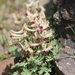Corydalis darwasica - Photo (c) Наталья Бешко, some rights reserved (CC BY-NC), uploaded by Наталья Бешко