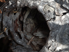 Polyrhachis semiaurata